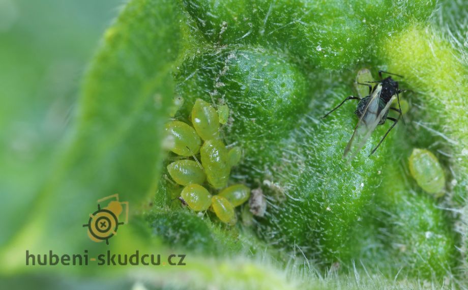 mšice řešetláková - Aphis nasturtii